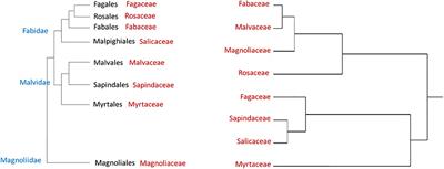 What Determines Host Range and Reproductive Performance of an Invasive Ambrosia Beetle Euwallacea fornicatus; Lessons From Israel and California